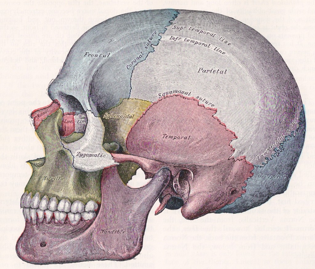 anatomy and physiology page (2)